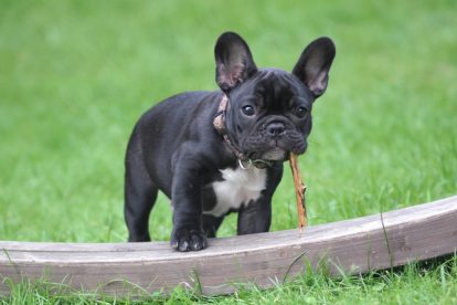 bouledogue français