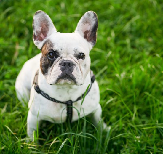 demenager bouledogue