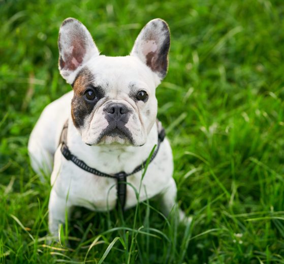 demenager bouledogue